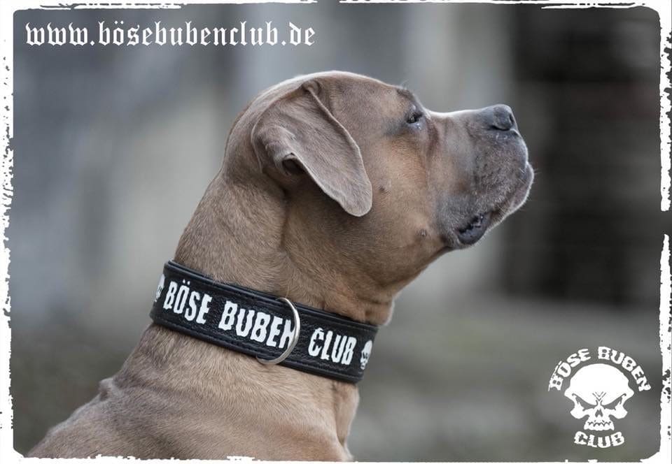 Hundehalsband Bube